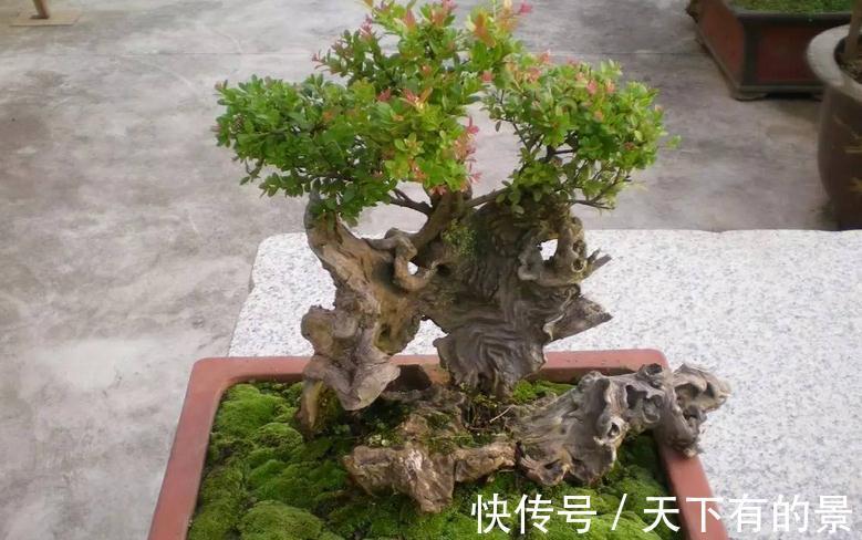 植物盆栽不能随便“瞎修剪”，把握住这些，株型才更有神韵