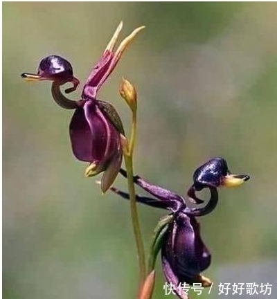 世界上长相最怪异的植物, 不仅长得像人也像各种动物