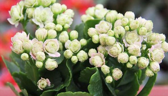 长寿花总养不好，教你4招小技巧，枝叶茂盛开花量倍增