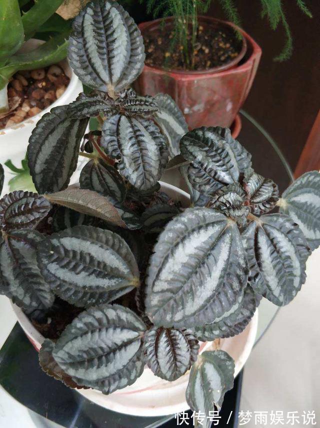 花叶|花叶冷水花耐阴又好养，在家养上一盆，清新又雅致