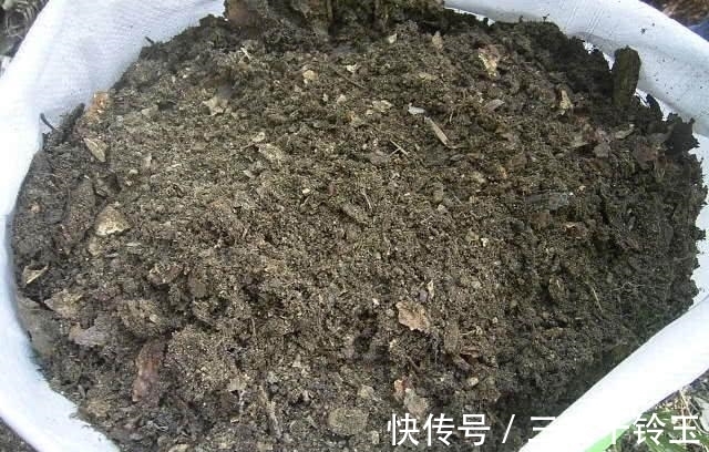 叶片儿|制作腐叶土原来这么简单, 以后再也不用花钱了