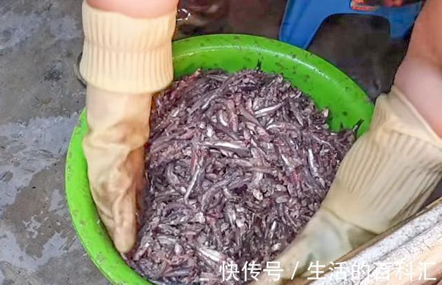 开缸|外公把鱼直接扔进大缸,不杀也不洗,两个月开缸,吃一口满嘴香