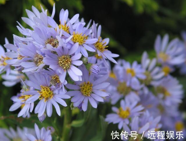 喜欢在阳台养护花卉,就可以选择花色艳丽,花期长,好养护的花卉