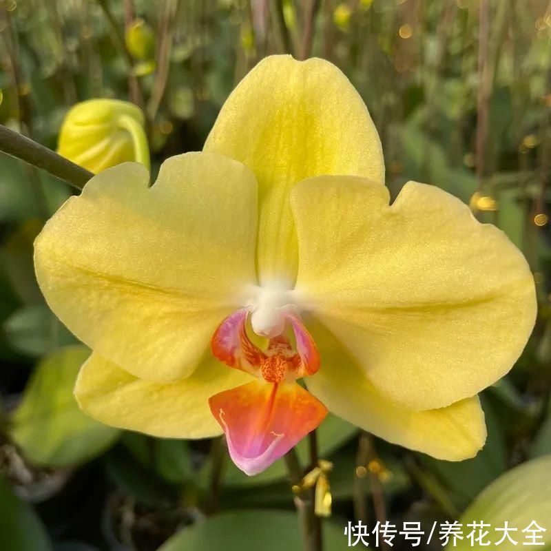 红火好养的“喜庆花”，现在买不吃亏，下个月价格翻两倍