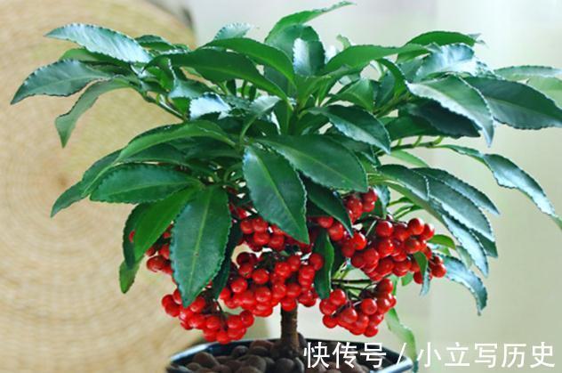 三种居家观果盆景,春夏观花,秋冬观果,喜庆漂亮还好养