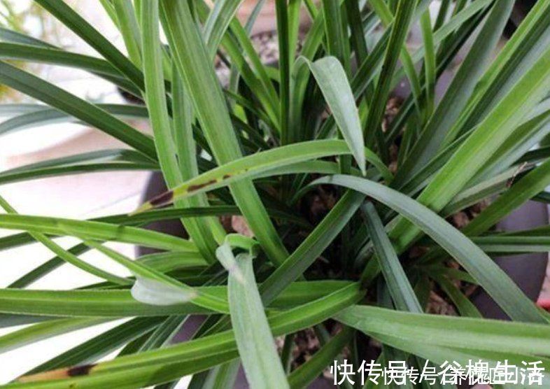 兰花总“焦尖”怎么办？通过“2点”分析，找到原因才能叶子油绿