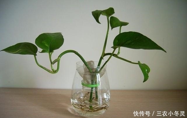 水培绿萝的时候用点这, 生根发芽全部加倍