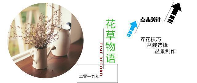 强烈推荐的这6款月季,颜值都巨高,喜欢月季的千万不要错过