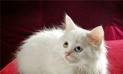 民国奇案:富太太离奇失踪,警察调查一无所