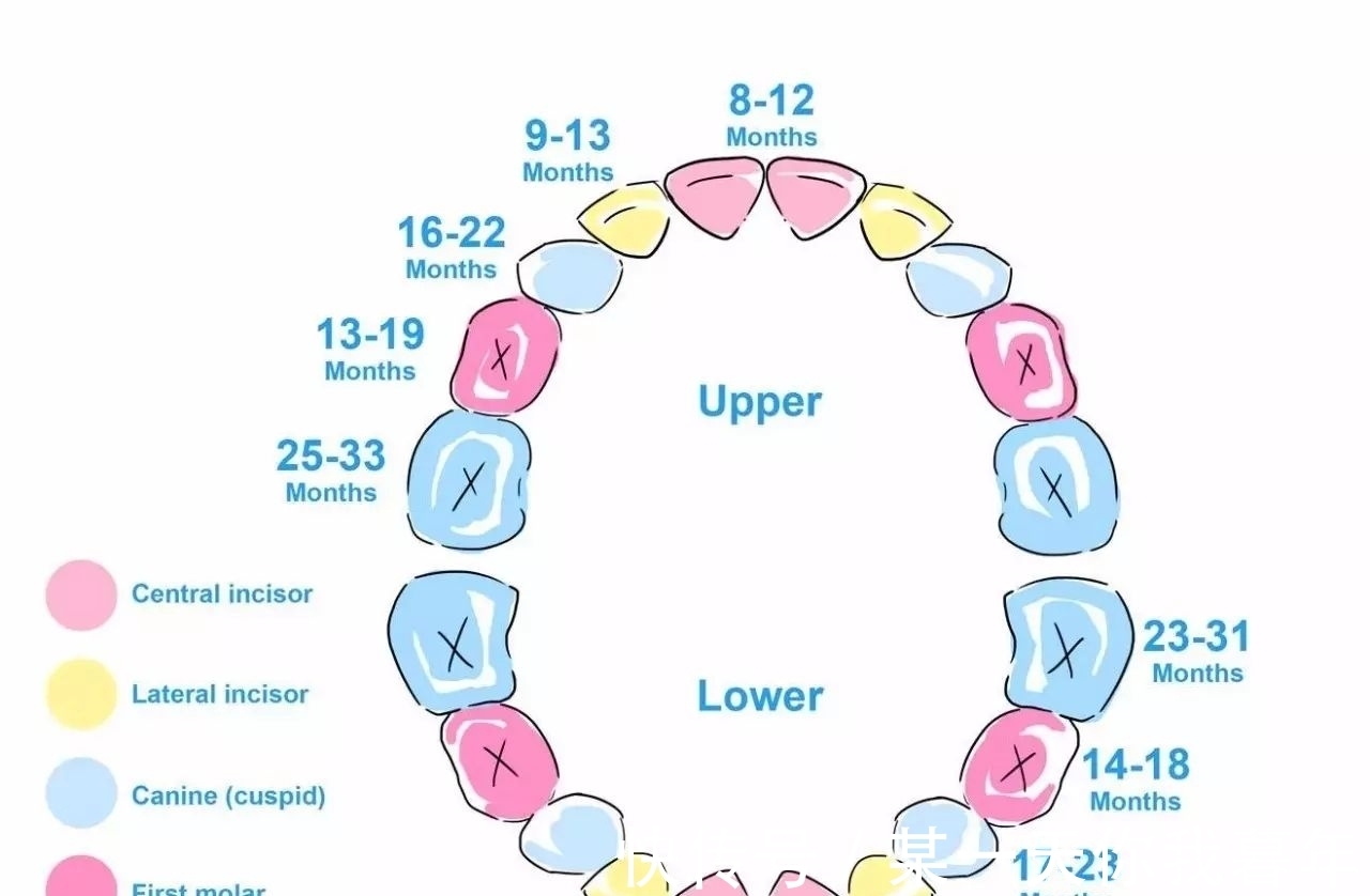 刷牙|很多妈妈不知道：宝宝长牙、换牙、刷牙还有这么多讲究！