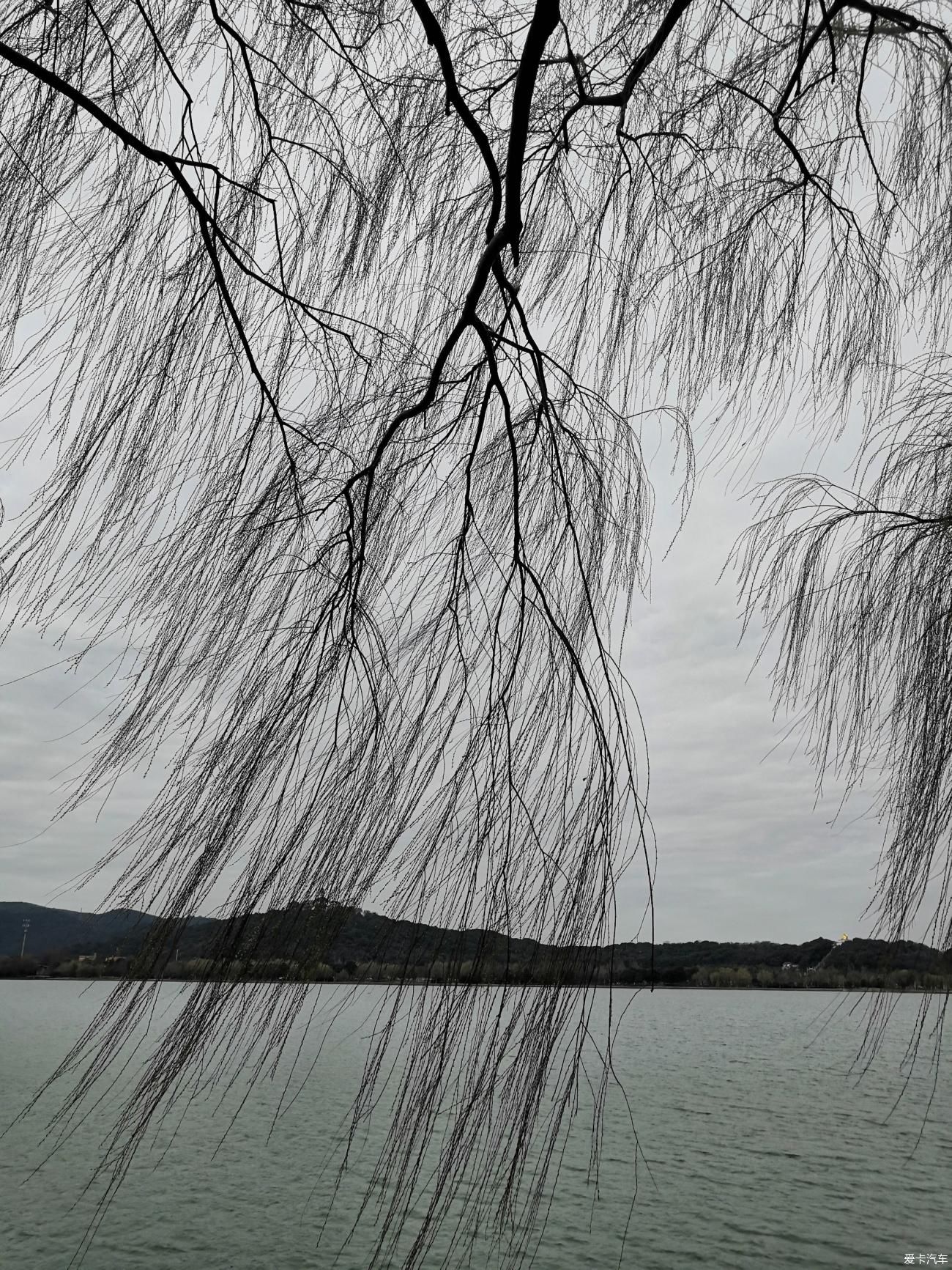 紫叶李|【爱卡踏青季】游石湖美景，你在湖畔走，我在画中游