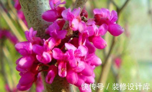 打理|农历7月14号起，最适合养这些花，花期长易打理，庭院变花海