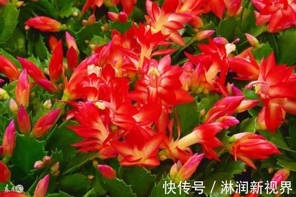 水都|啥废油黄豆水都不如1粒它,藏在草丛里,养花加1粒,叶绿花多!