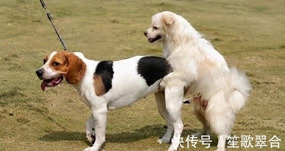 成年犬|缺钙不是老年犬的特有,成年犬也会缺钙,主人要知道怎么补