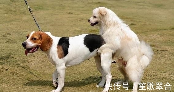 成年犬|缺钙不是老年犬的特有，成年犬也会缺钙，主人要知道怎么补