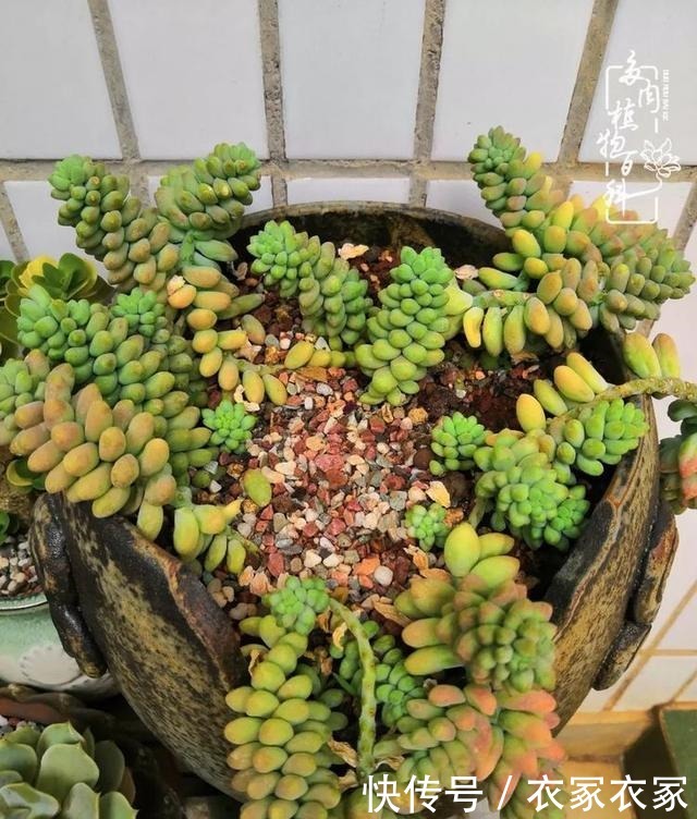 如何让多肉变美看看我是如何宠它们的!如何让多肉变美看看我是如何宠它们的!