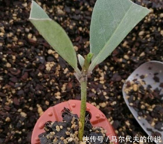 这3种“花”哪怕“半价”也别买，“折”一根枝，能养出一满盆！