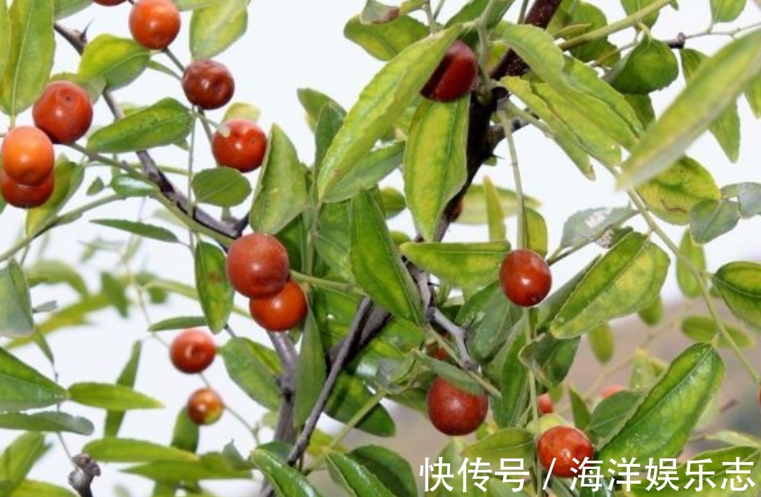 酸枣树|村民种植一种枣,有益气健脾的效果,栽培方法关键