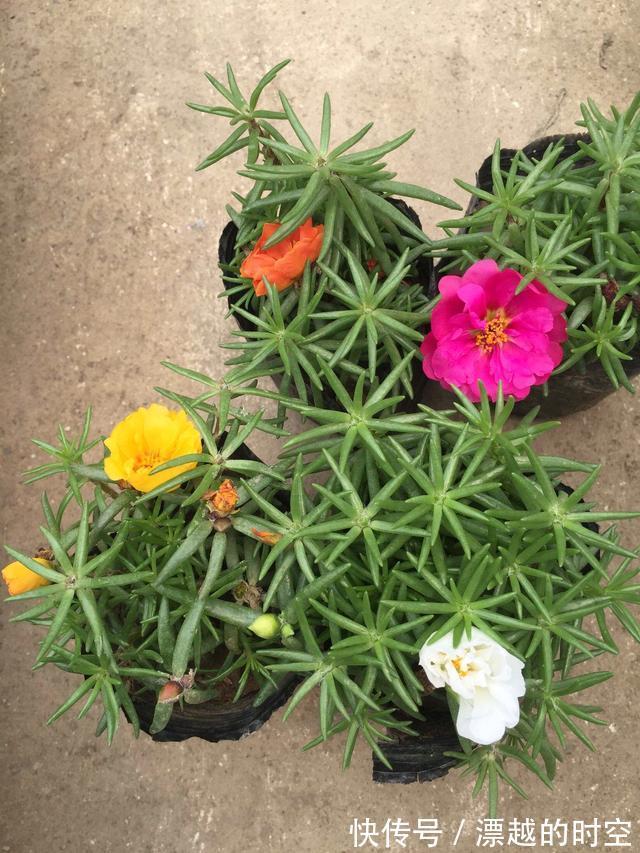 养盆栽太阳花,注意5点,疯长爆盆,枝上都是花儿,天天开不停