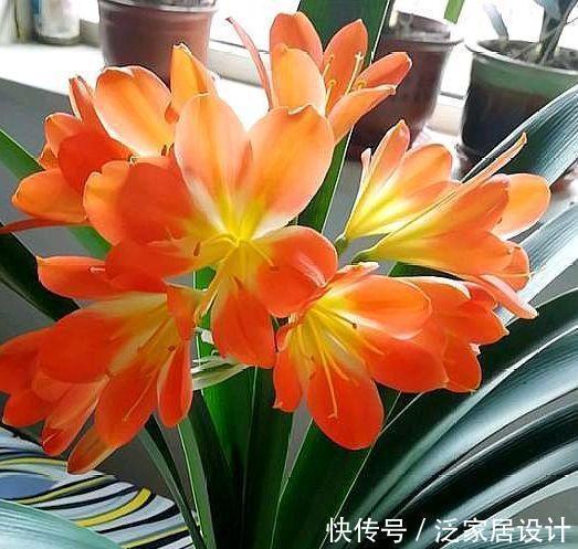 3种花特别适合养客厅,一开就是300多天,关键好养又漂亮!