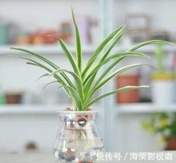 水培吊兰|水培吊兰有技巧，避开“萝卜根”，长成“白胡须”，油绿又健壮！