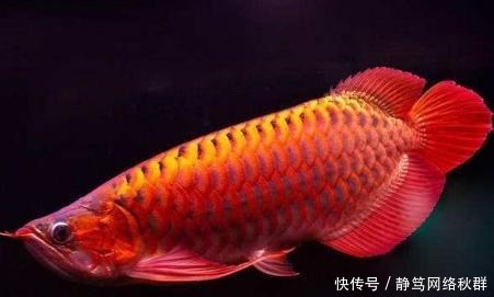 一条鱼卖400万!创造了世界吉尼斯纪录,凭啥卖这么贵?