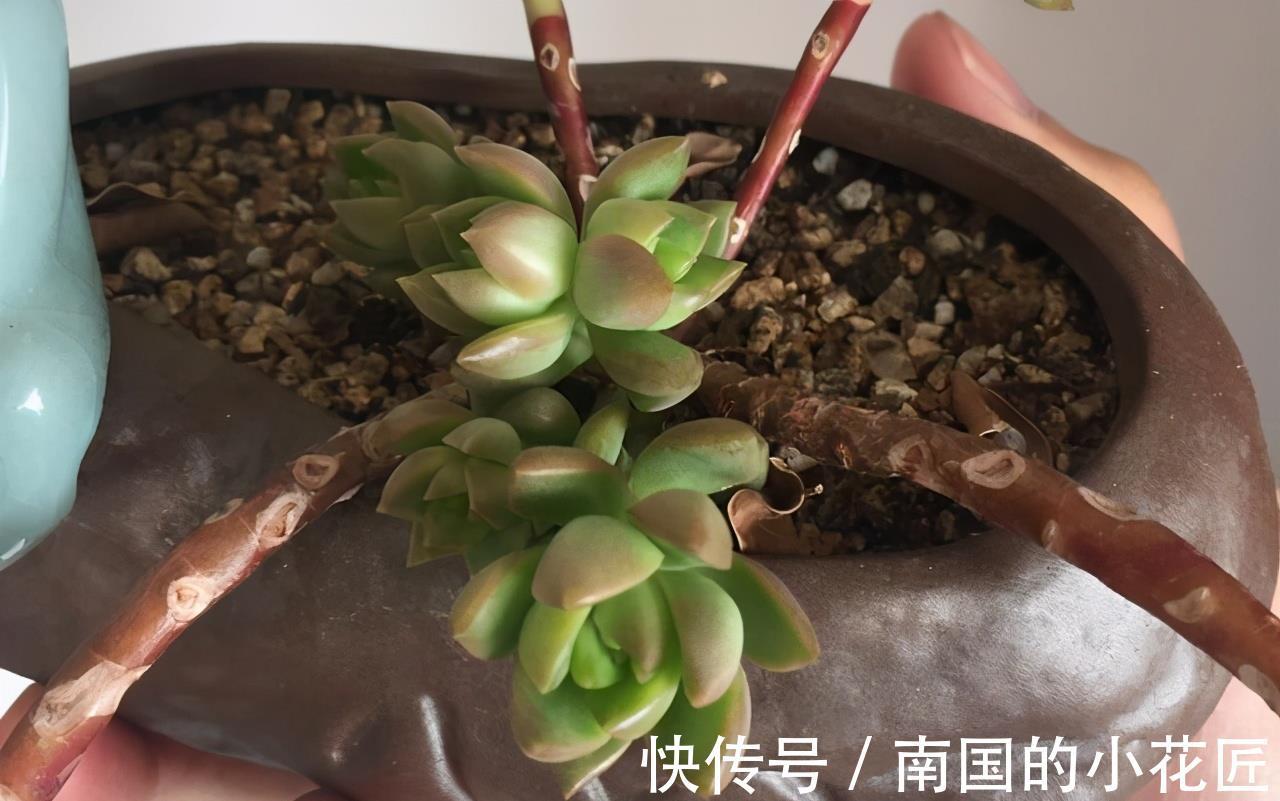 紫乐|4种多肉徒点没关系，很适合养成悬崖桩