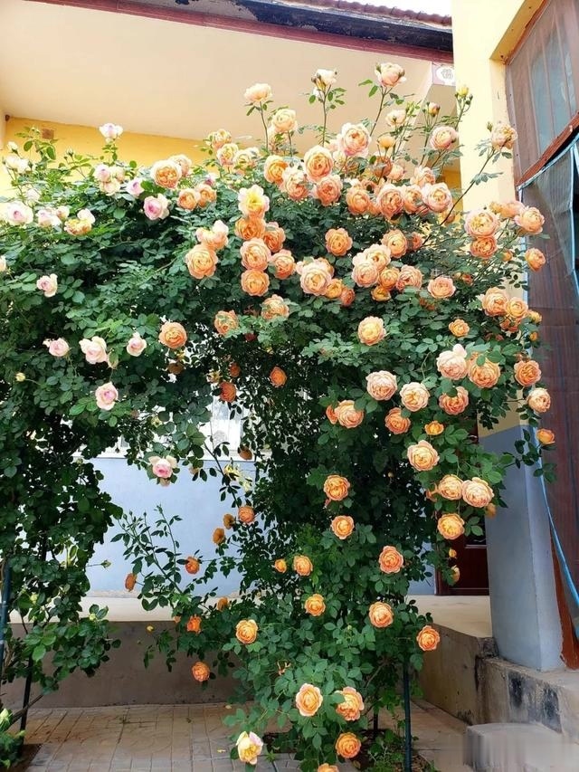 圆滚滚的绣球，瀑布般的花墙，这届花友也太会种花了吧