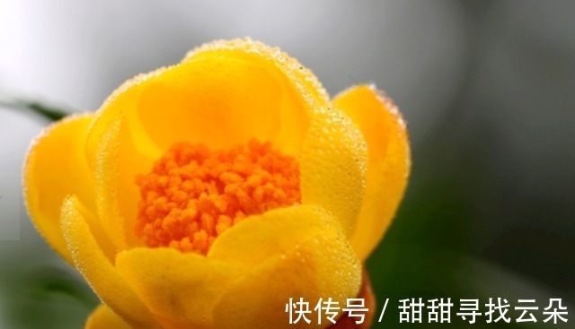 它被誉为“植物大熊猫”,花色金黄,营养丰富,观赏食用两不误!