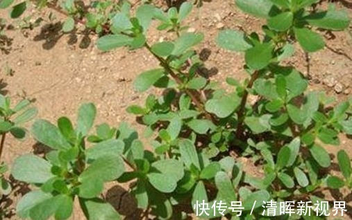 瘊子|农村有种常见的野草，是治疗瘊子的良药，分分钟就治好，不再长