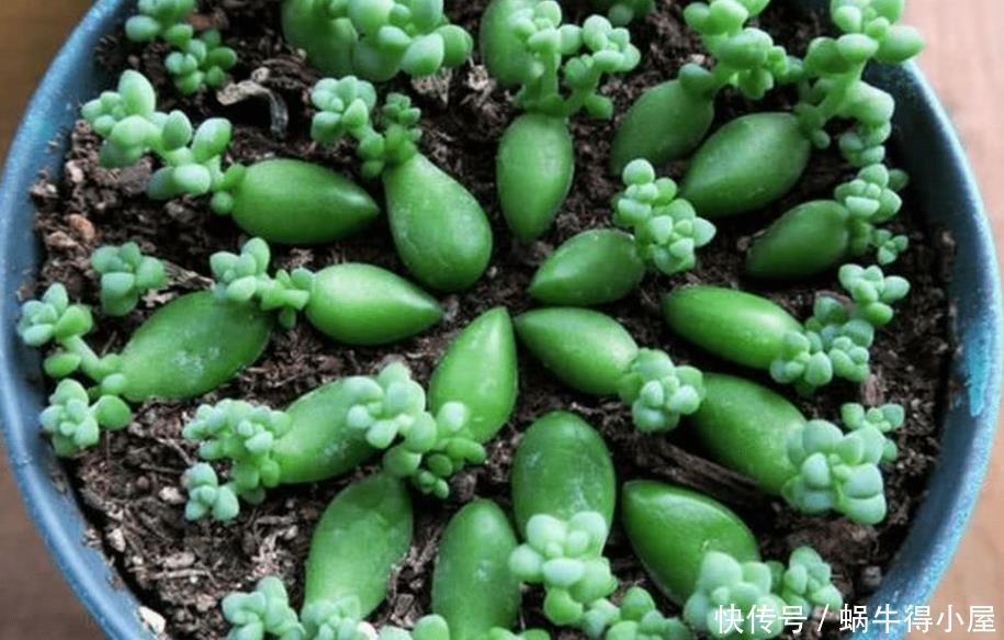 多肉植物|天热养多肉，学会“复制粘贴”，一片叶子一株苗，越来越多