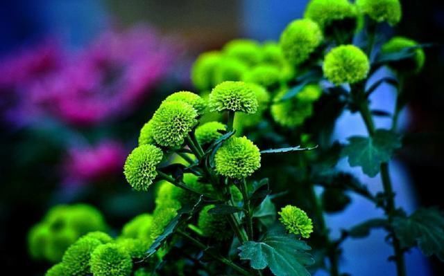 养花就要养“独特”品种,这种“绿颜色”的花很好看,适合在家养