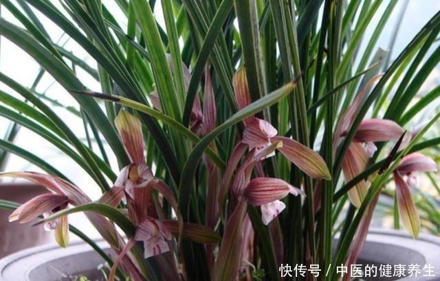 到了冬天捡些它们,开水烫烫、捂捂来养花,比肥强!