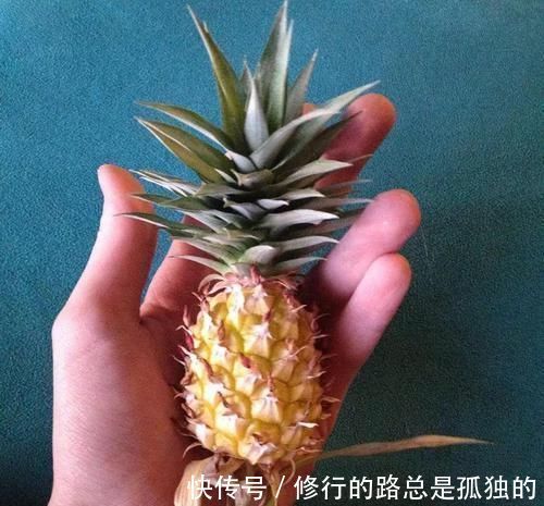 生根|吃完菠萝剩下的叶冠不要丢了，泡水里能生根，还能养成盆栽