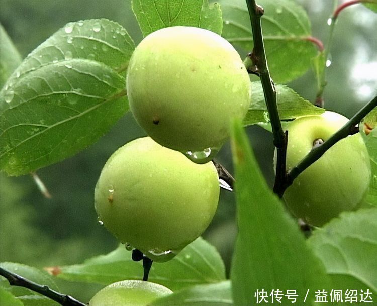 健康长寿|人到中年常吃3种食物，营养丰富，降压减脂，增强抵抗力