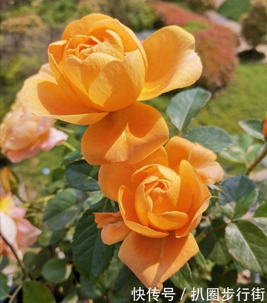 你的那些盆栽月季长得如何？