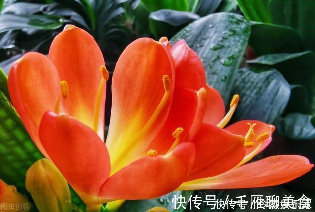 花箭|君子兰催花实操经验,现在行动,一个月后就冒花箭