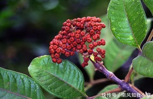 一味吴茱萸,治病大功效吴茱萸17种外用妙方,全身疾病都赶跑