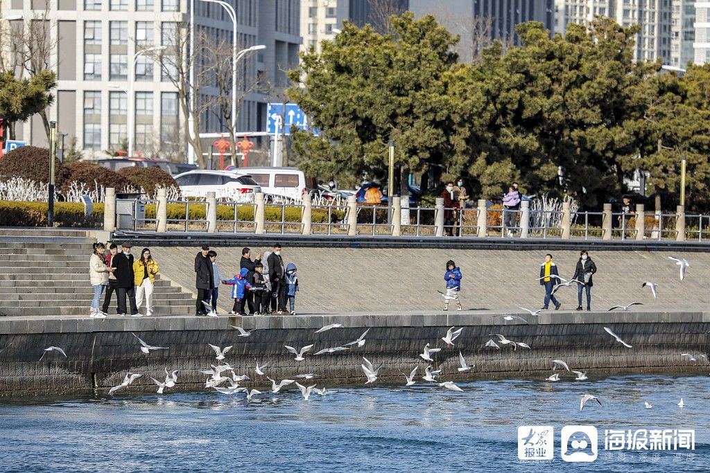 中年|青岛：游客喂食海鸥成独特风景线