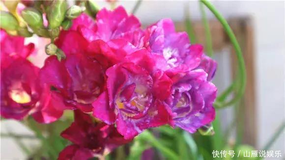 还在养绿萝家里养盆“香香花”,好看好闻,清香四溢精神好!