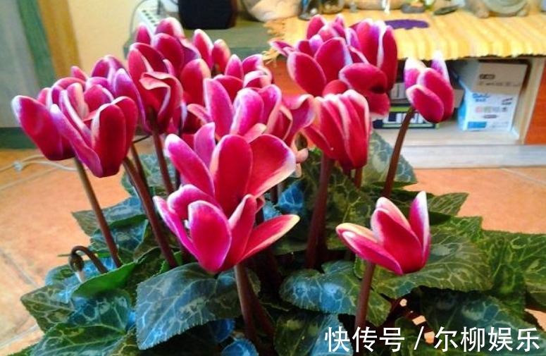 光合作用|7种花如果不生长,米醋每月浇一“壶”,恢复生长,叶子绿油油