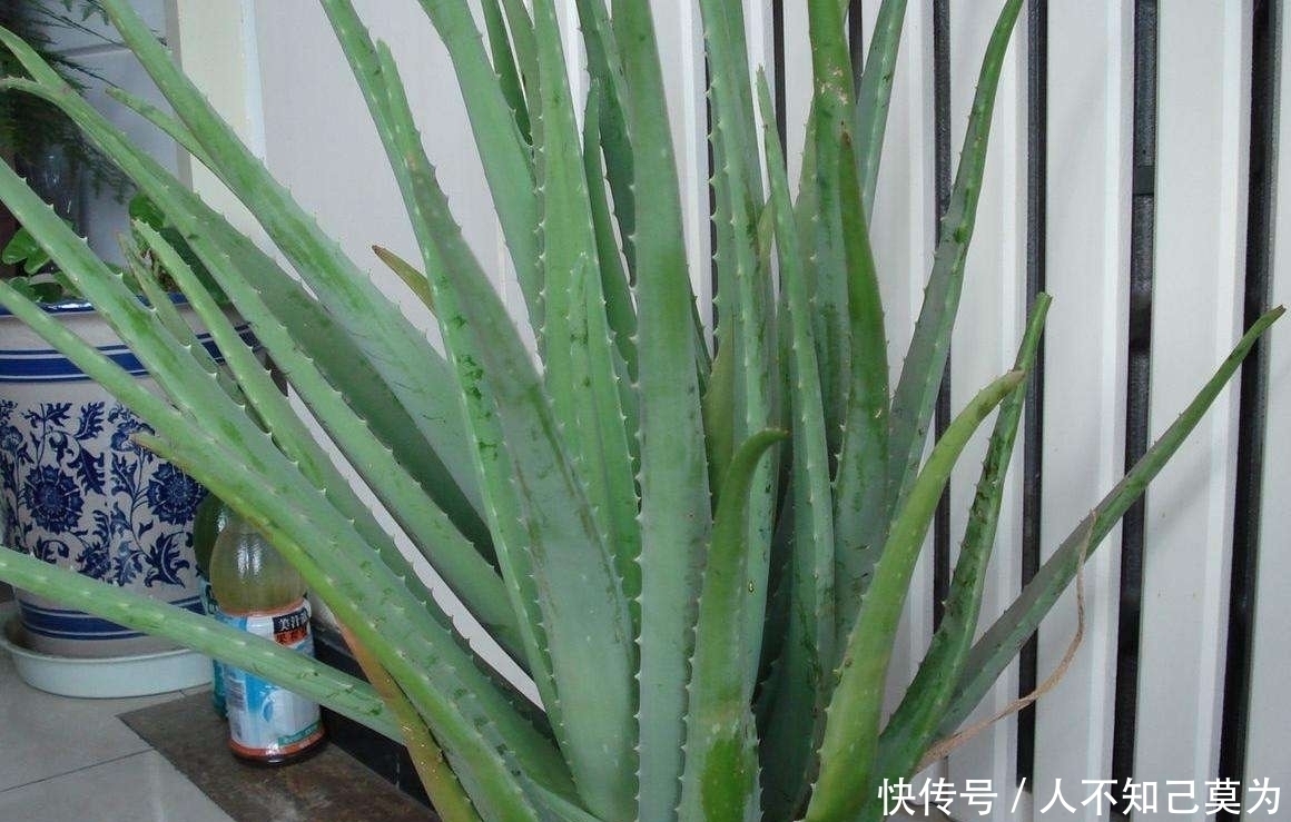 长寿花|5种盆栽,过冬要“少浇水”,安全过冬,枝叶“更精神”