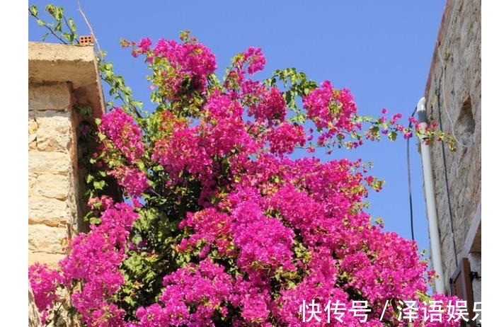 夏季就养以下6种花,越热越疯长,越晒越开花,给点水就爆盆了