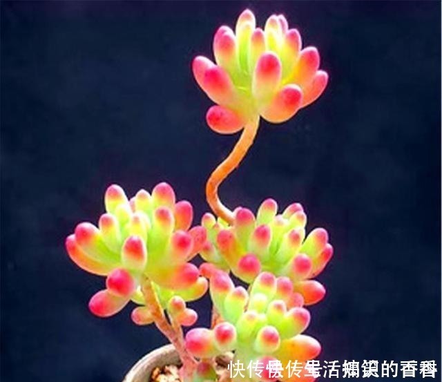 叶片|乙女心是多肉界的“奇葩”，养护方法与众不同，美起来玫瑰都失色！