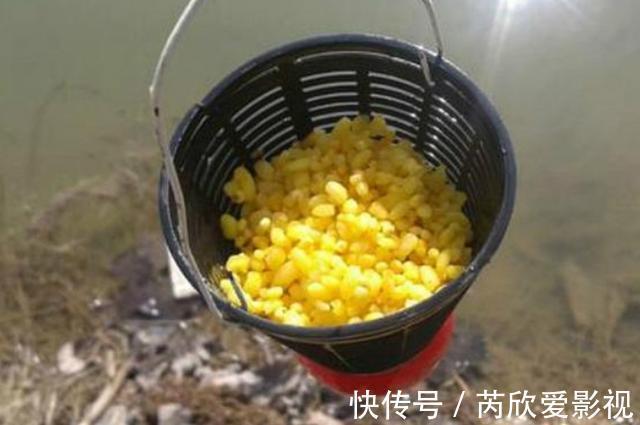 轻麸|不打窝怎么钓好鱼?老司机直言:按我说的做,一支竿都钓不过来