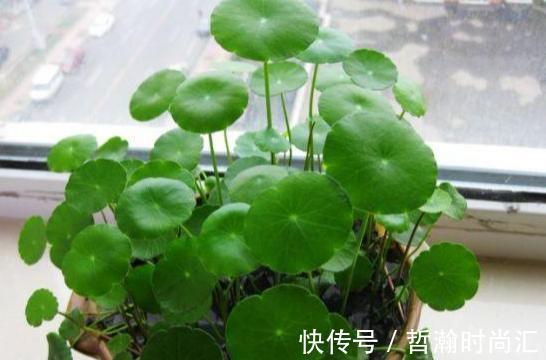 初次尝试养花，选什么植物好？盆栽此4款，搁室内漂亮又好养！