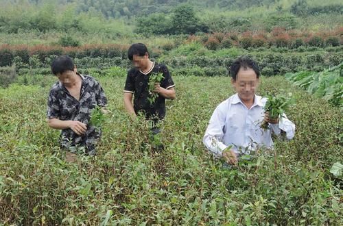 农村水边一种野草，比辣椒还辣，常用来酿酒，用来捕甲鱼更是一绝