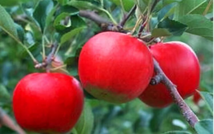 张医师|想身体变好,秋天多吃的食物,预防早衰,改善便秘,越吃越年轻