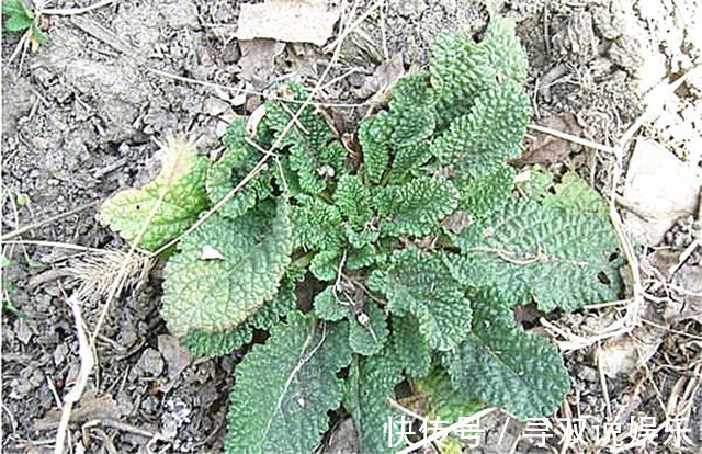 农村|农村有一种称之为“癞蛤蟆”草的植物,没想到它能治这么多病!