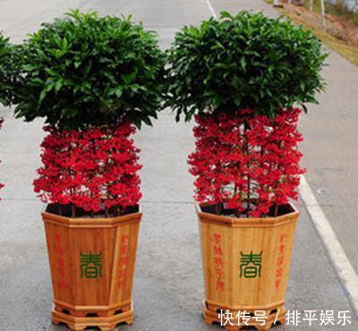 盆栽|居家养花,首选这3种,寓意美好观赏价值极高,是盆栽佳品!